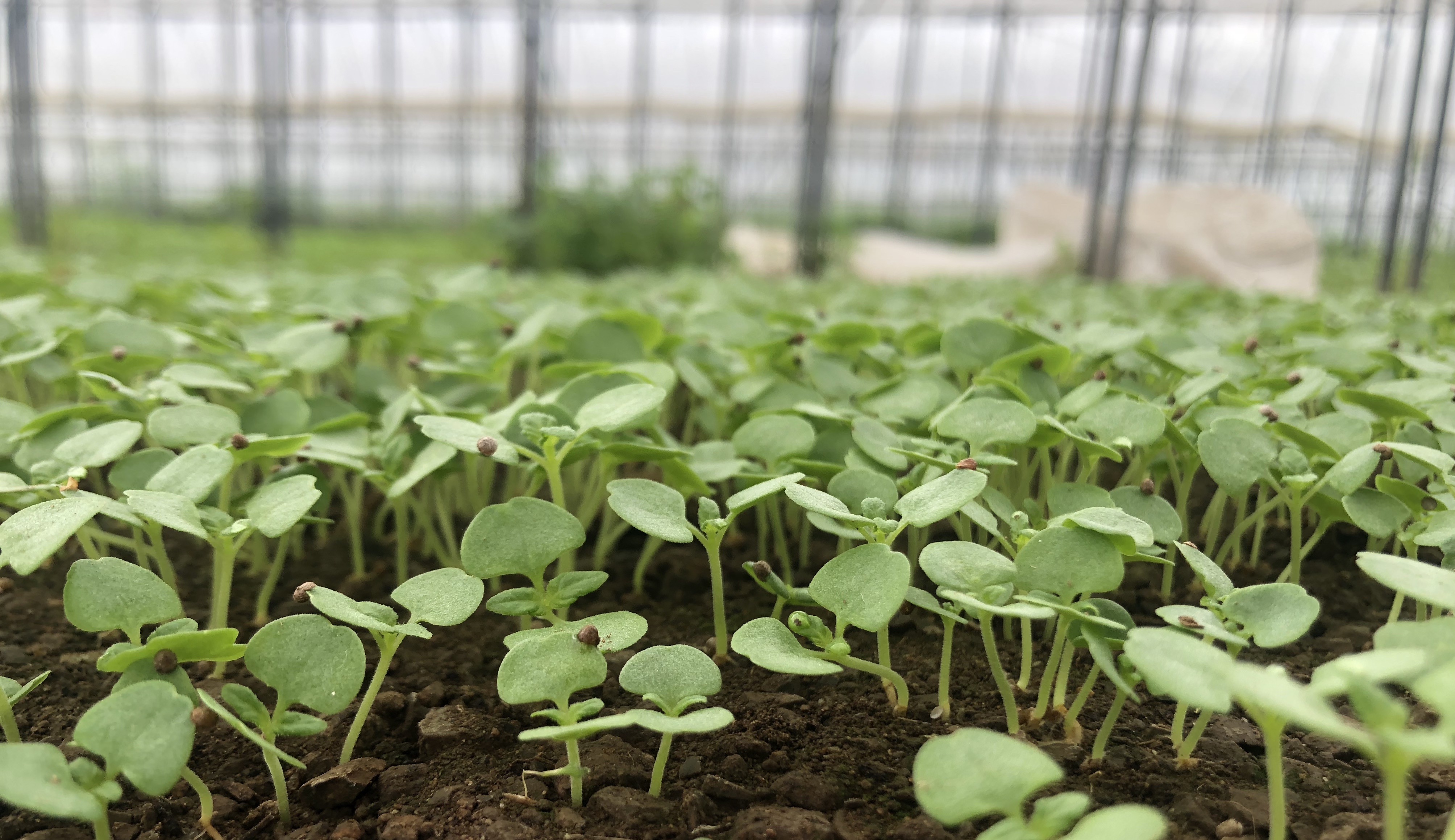 ミー me 〜babygreens&edible flowers〜 | 高品質マイクロリーフ